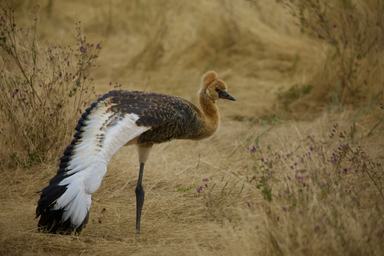 the bird is very large and beautiful looking