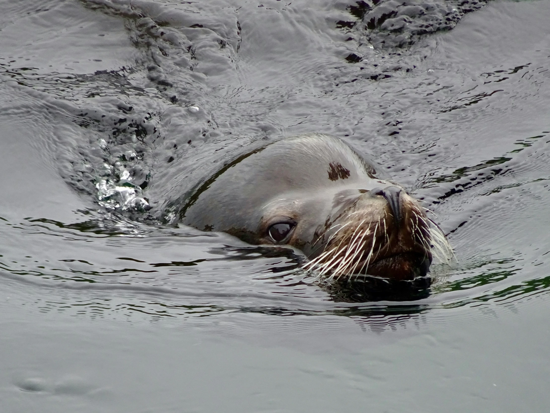 a seal is swimming on the water with its mouth open