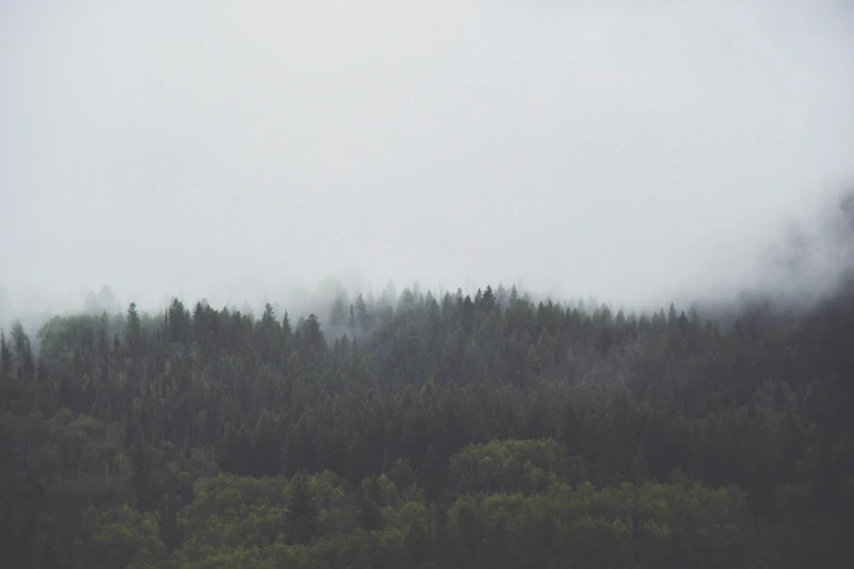 some kind of wooded area with trees and fog