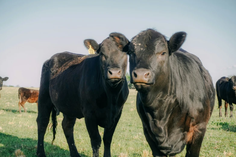 black and brown cows on the same pasture in the daytime