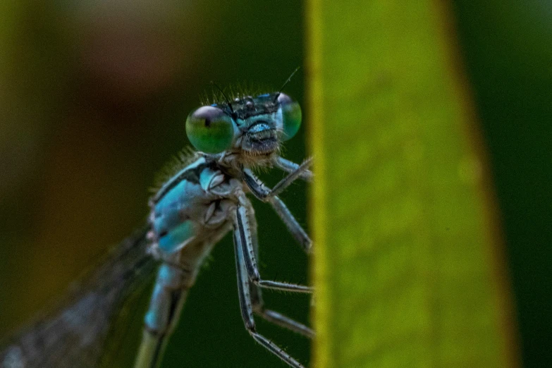 a mosquito standing on a leaf