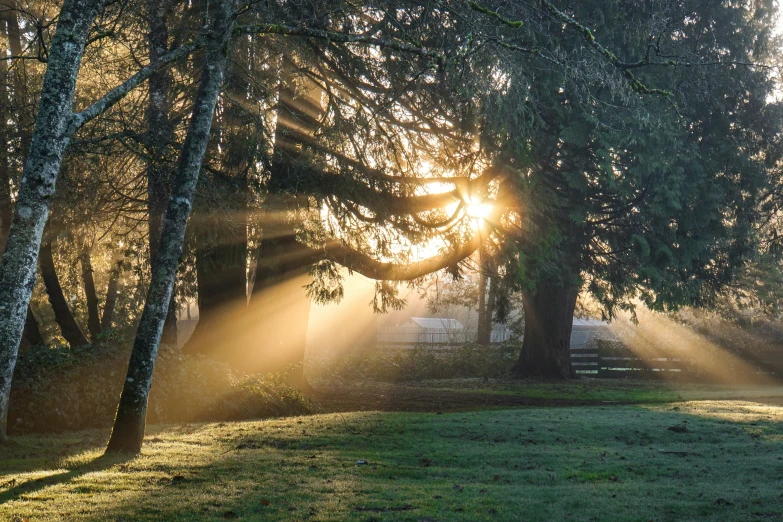 rays of light shining through trees and the grass on the ground