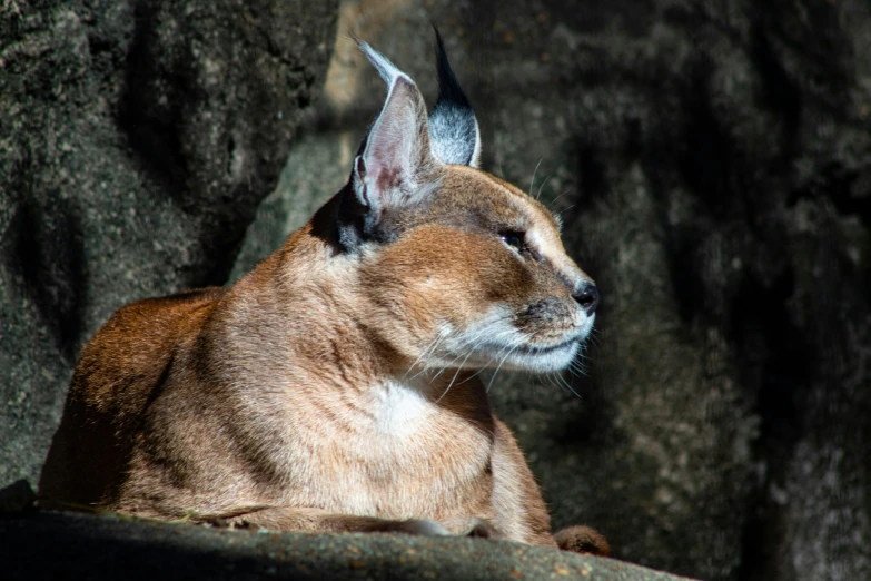 a caracalon sitting next to a tree with its eyes closed