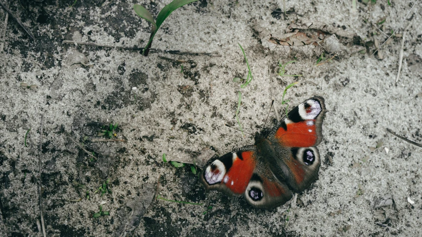 a erfly with bright colors sitting on concrete