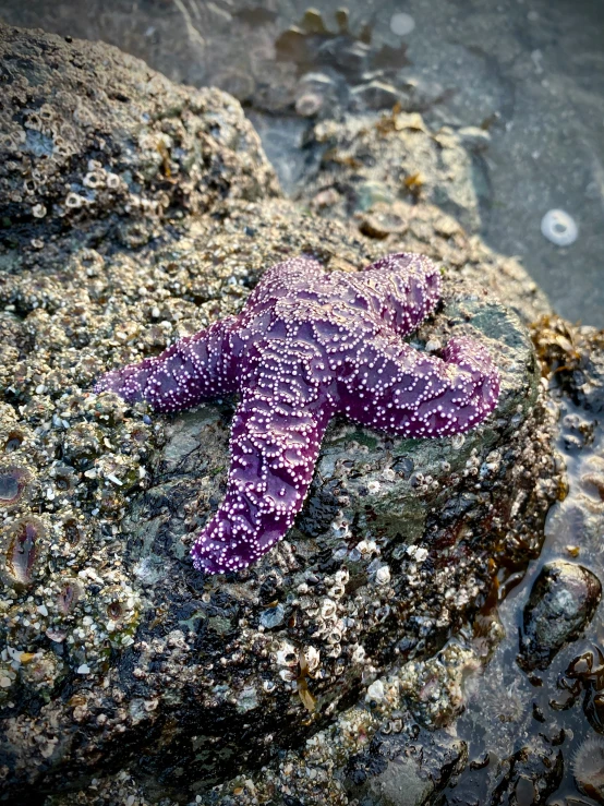 a starfish resting on rocks on a beach