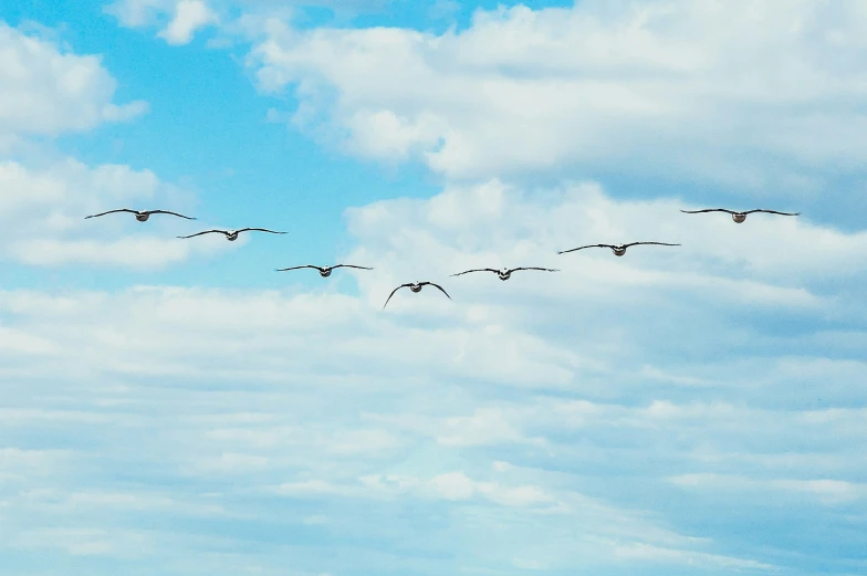 a flock of birds flying in a line in the sky