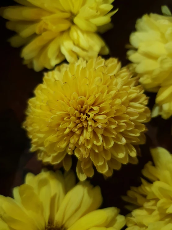 some pretty yellow flowers with some pink around them