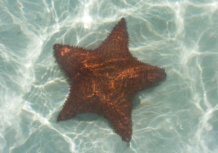 a brown starfish lying in water on a sandy beach