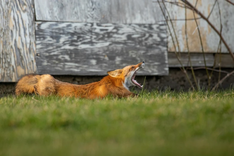 an orange animal that is sitting in the grass