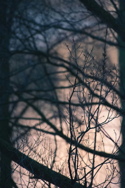 birds perched on nches overlooking a dark water