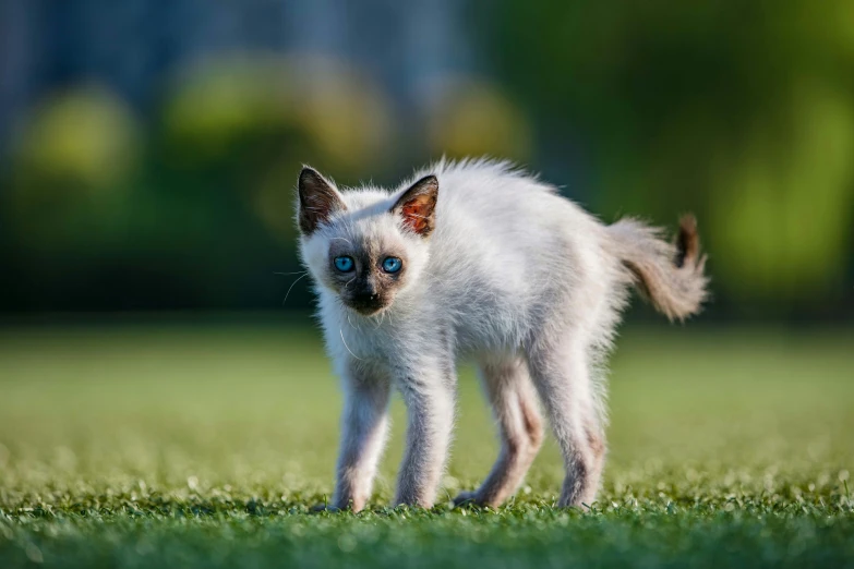 a white kitten standing in the grass looking at soing