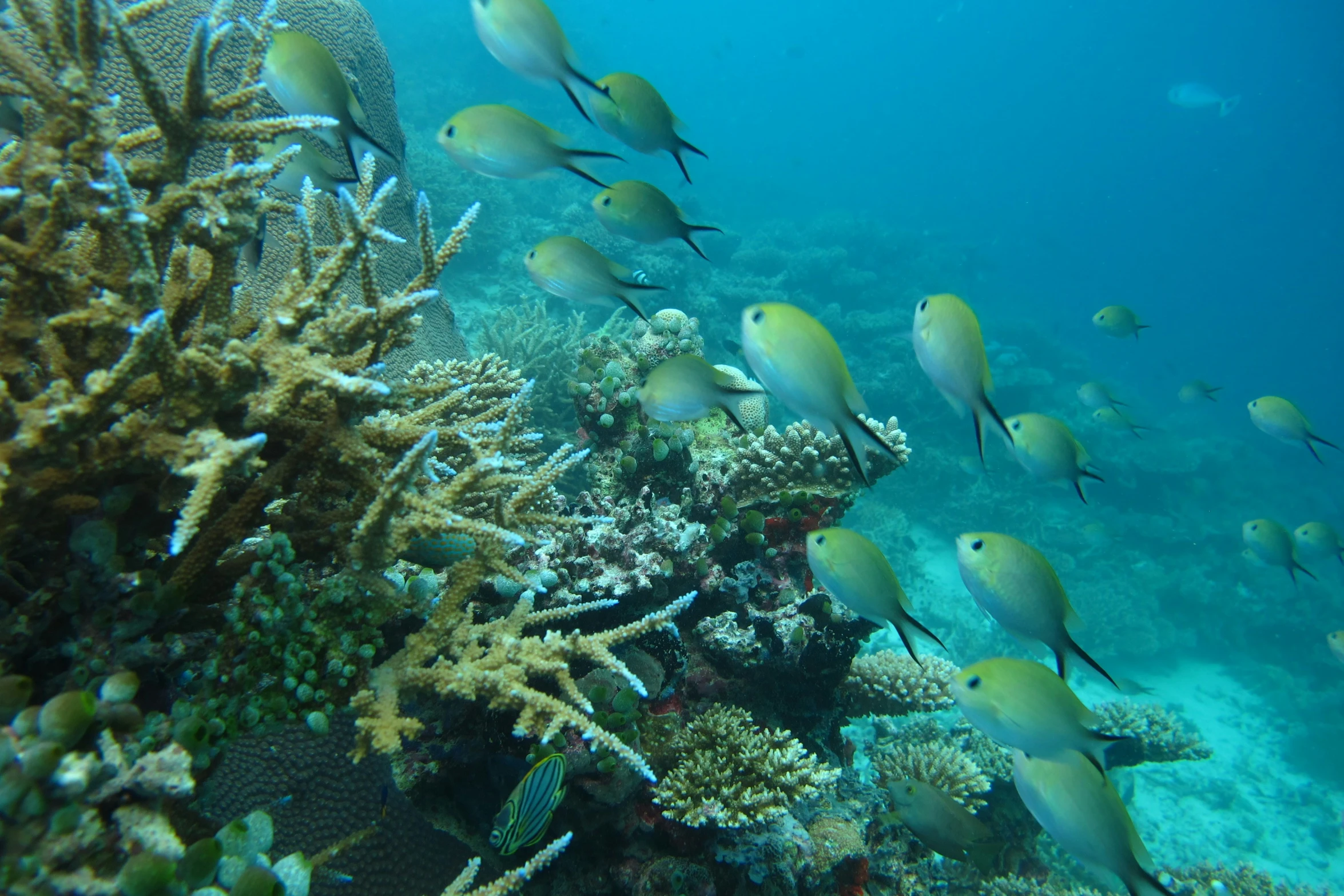 several fish swimming around a coral reef on the ocean