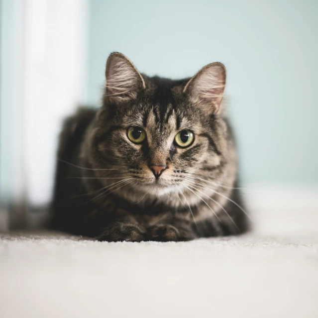 a grey cat staring and sitting on a floor