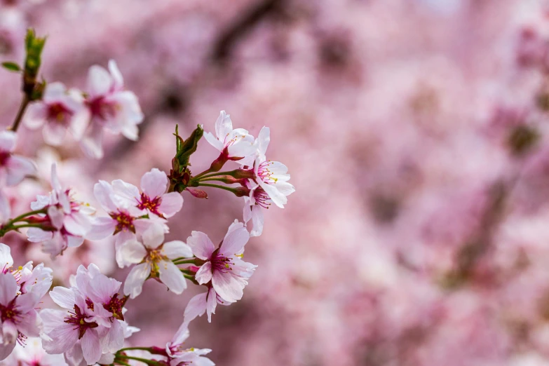 the blossoms of the cherry tree are in full bloom