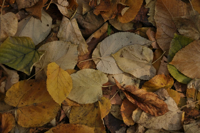 there are many leaves all over the ground