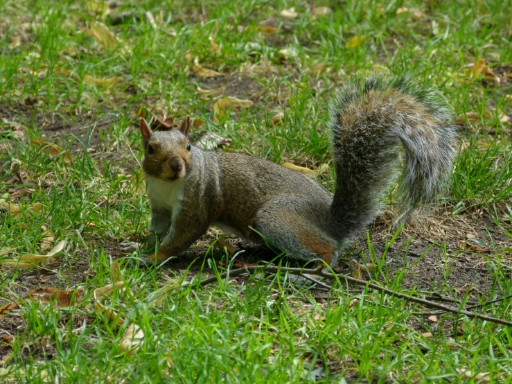 a squirrel is standing in the grass