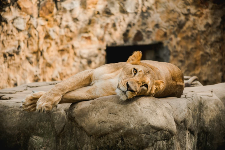 a big lion laying on top of a rock