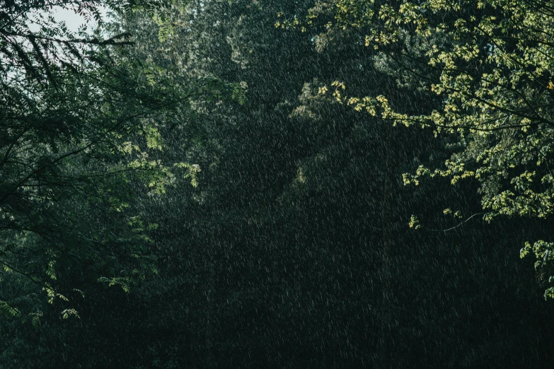 several trees covered by a shower of water