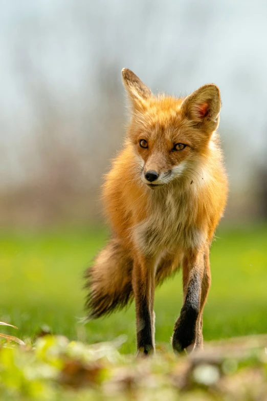 a little fox walking on top of a lush green field