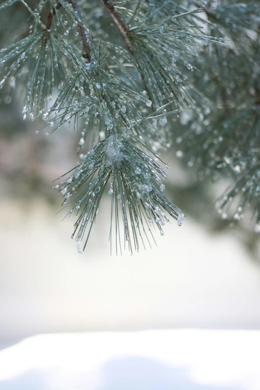 pine needles covered in water droplets on the nches