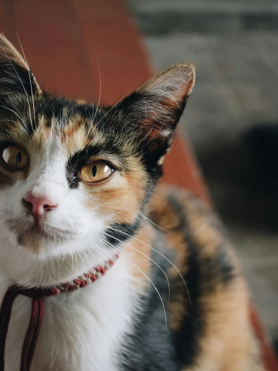 a cat is looking at the camera while sitting