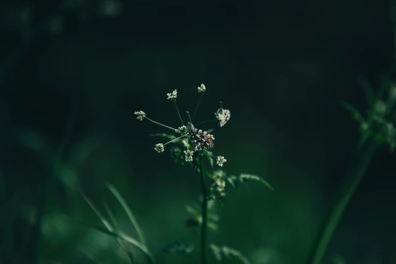 green leaves and flowers with the top stem still on