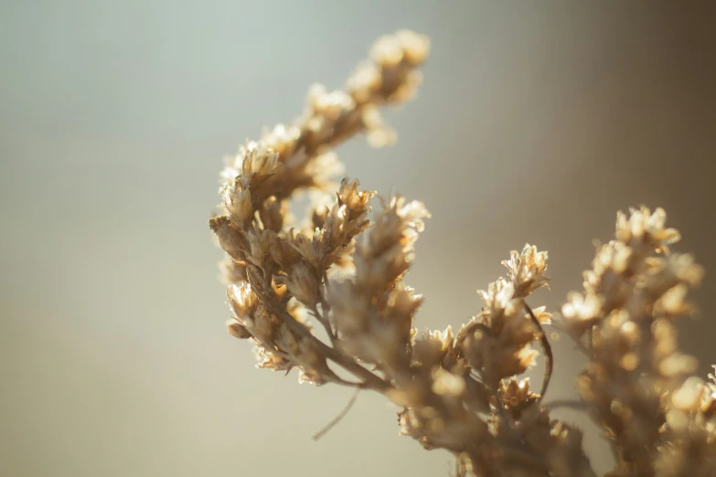 the small brown flower is shown against the grey background