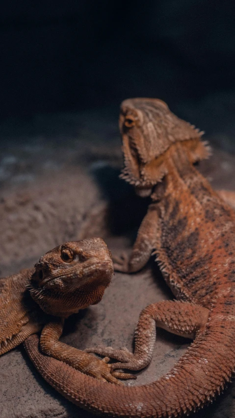 a small lizard that is laying next to a larger lizard