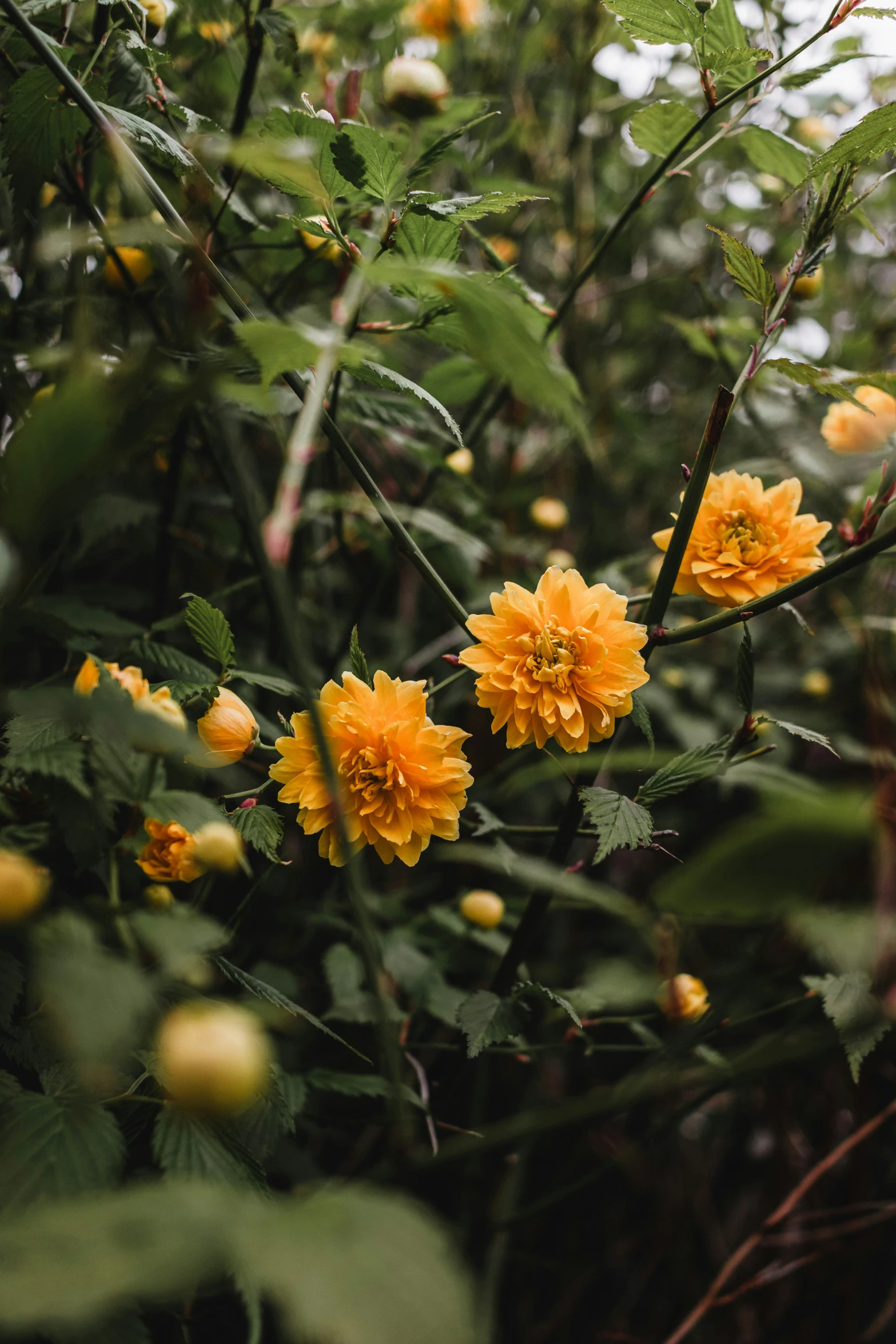 several yellow flowers blooming on a bush with leaves