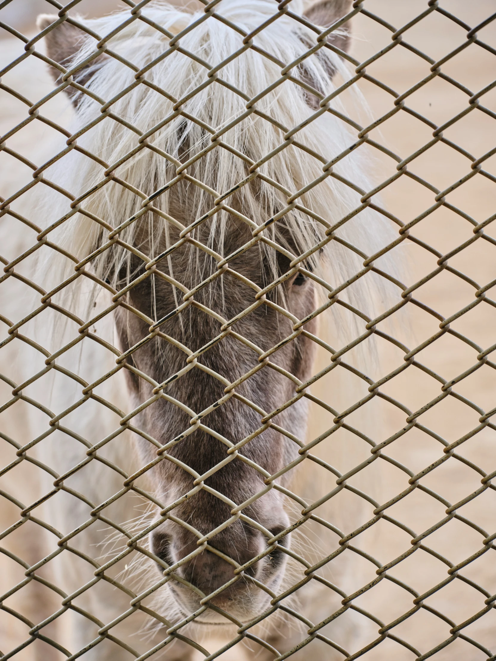 a furry horse behind a chain link fence