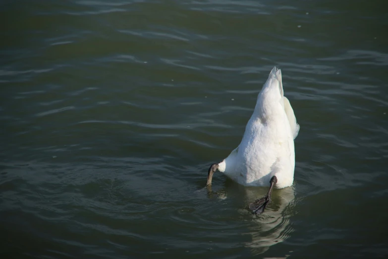 a duck standing still in the water looking up