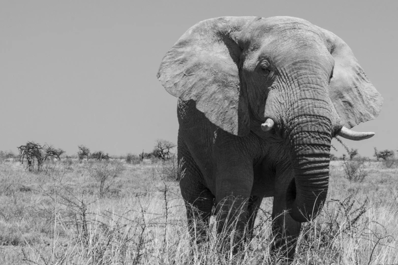 the elephant is walking alone in the grass