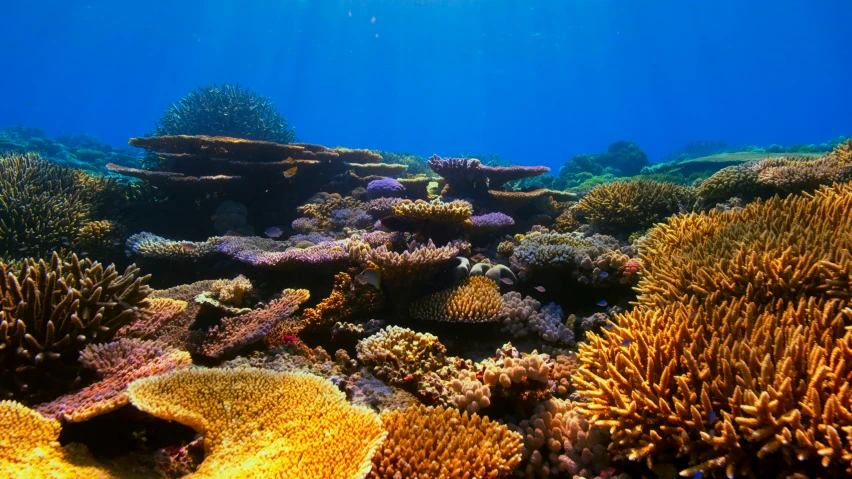 the underwater scene shows corals and soft coral