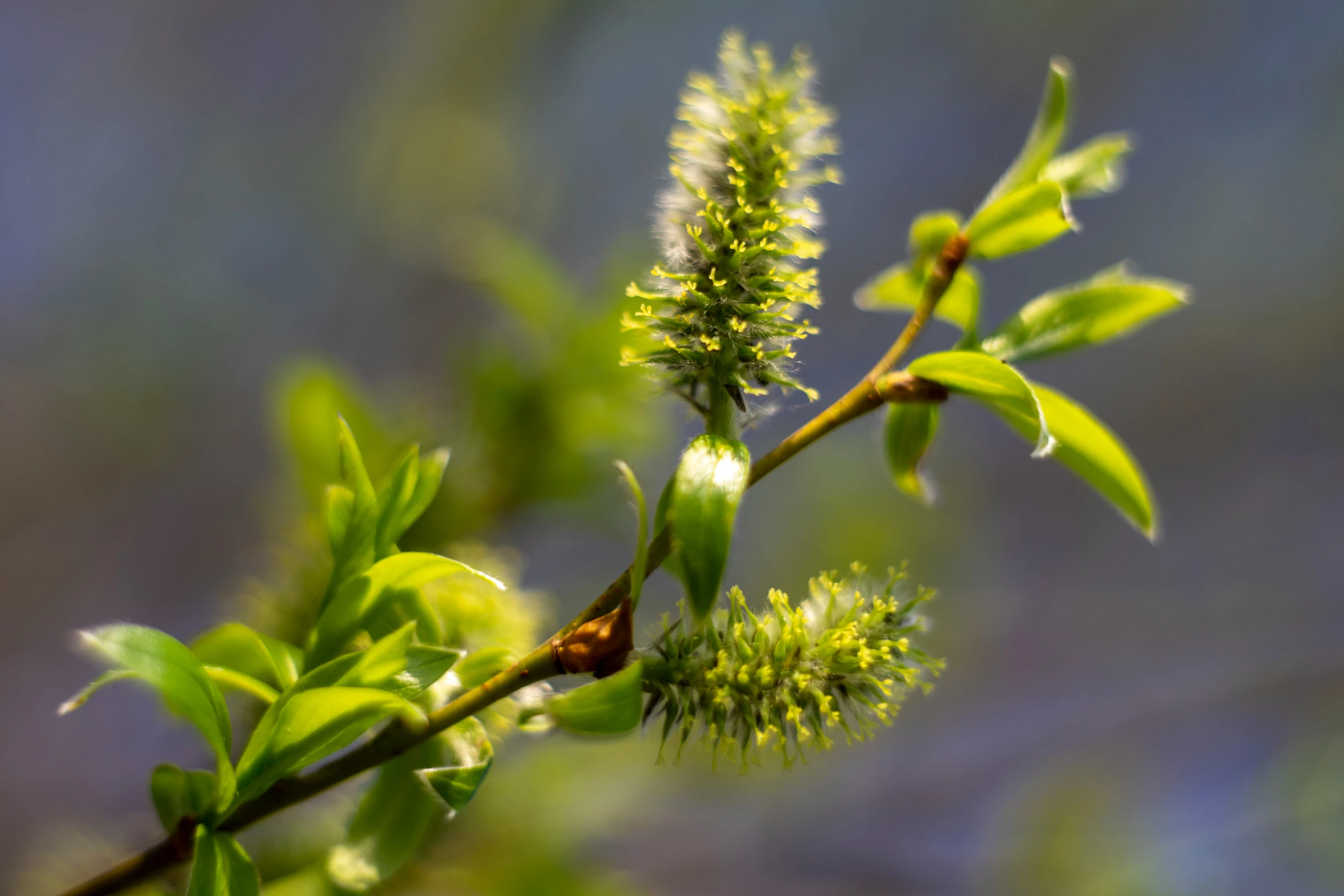 green, leafy leaves hang from a tree