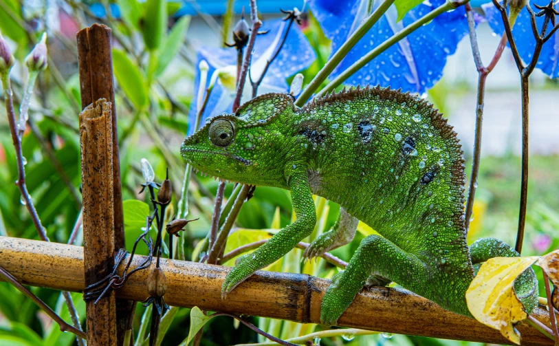 a green chamelon sitting on the nch next to flowers