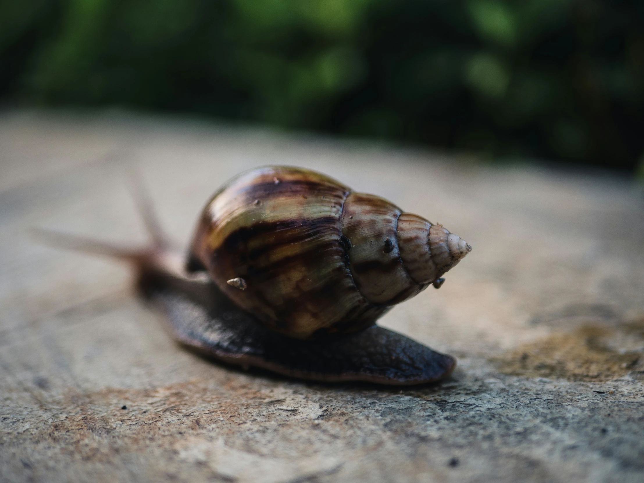 a snail's shell on the floor next to leaves