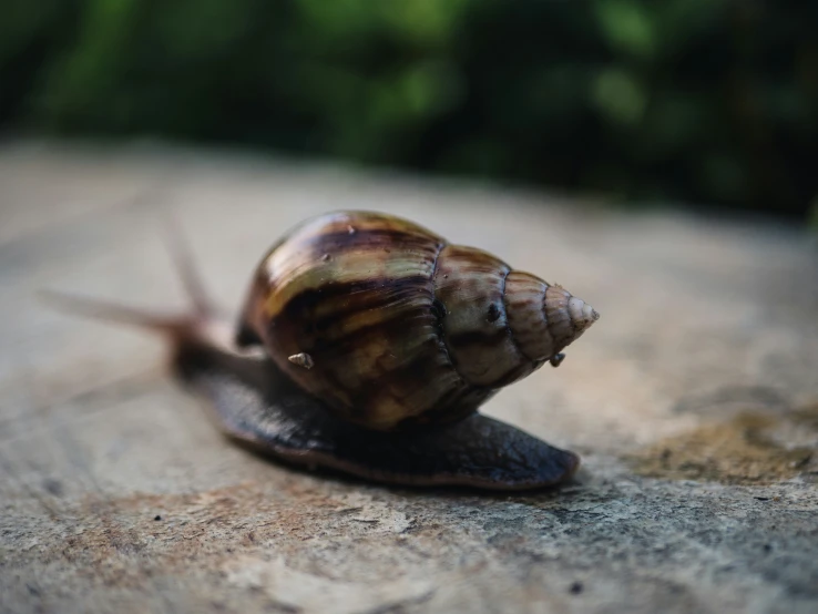 a snail's shell on the floor next to leaves
