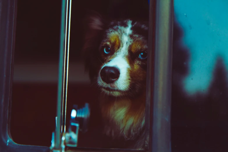 a dog stares from inside the window of a vehicle