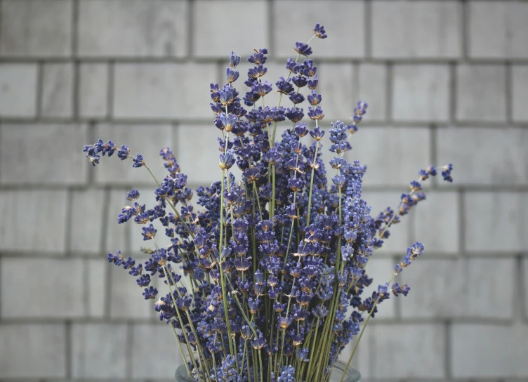 purple flowers on a stem against a brick wall