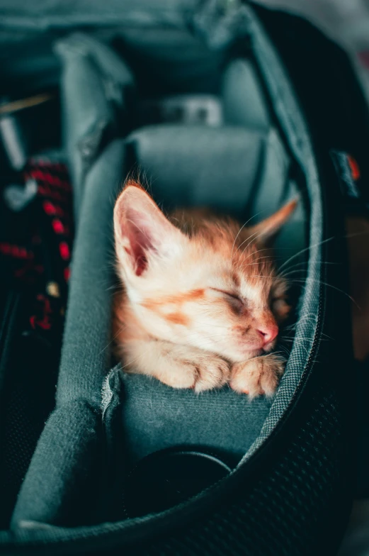 a kitten asleep in a grey backpack