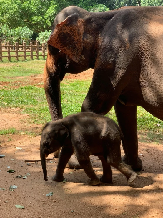 there are a few elephants that are outside