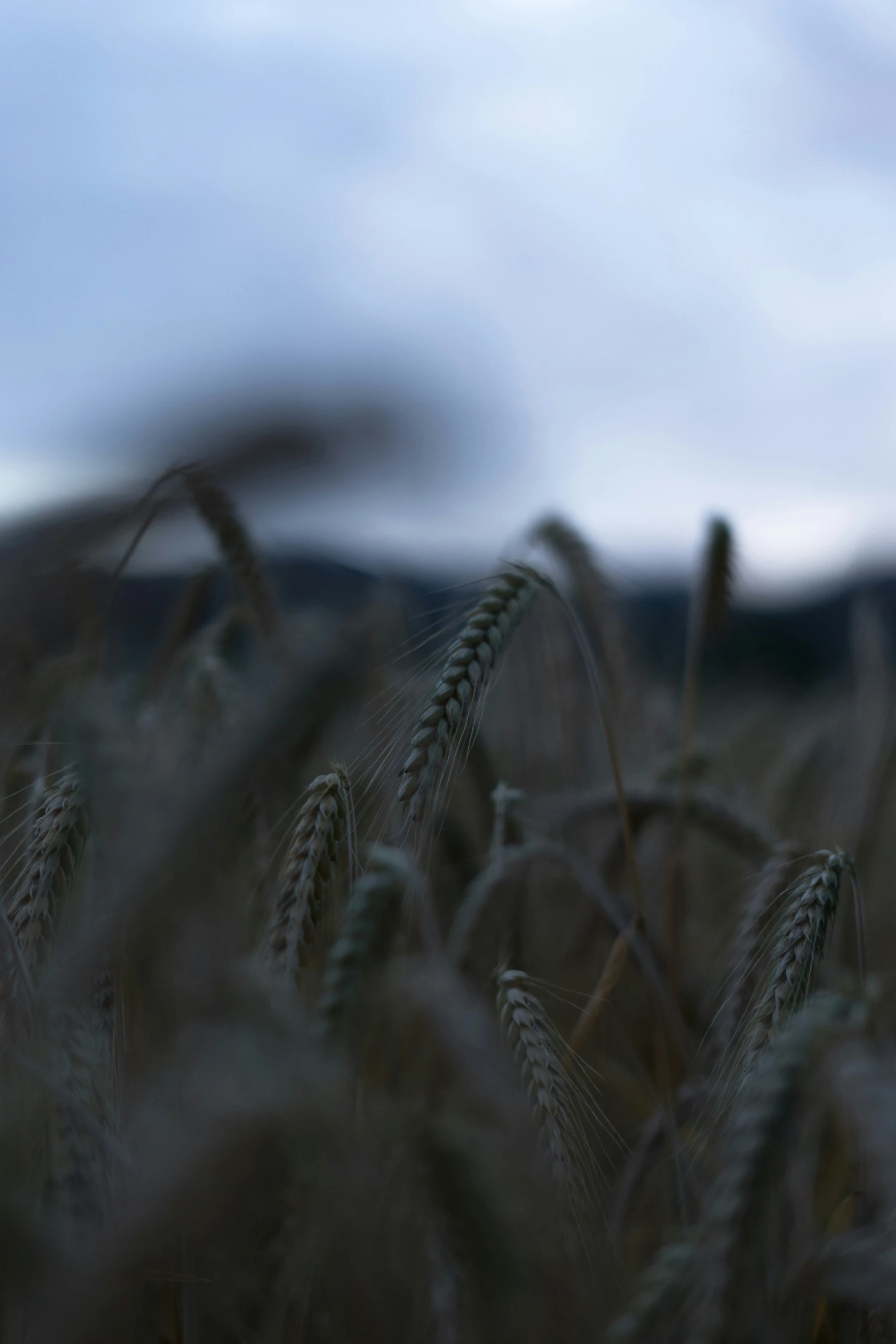 a closeup view of some grain stalks