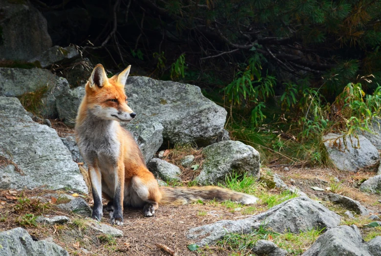 a small fox sitting on a mountain by rocks