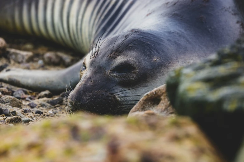 a gray seal is laying on a rocky ground