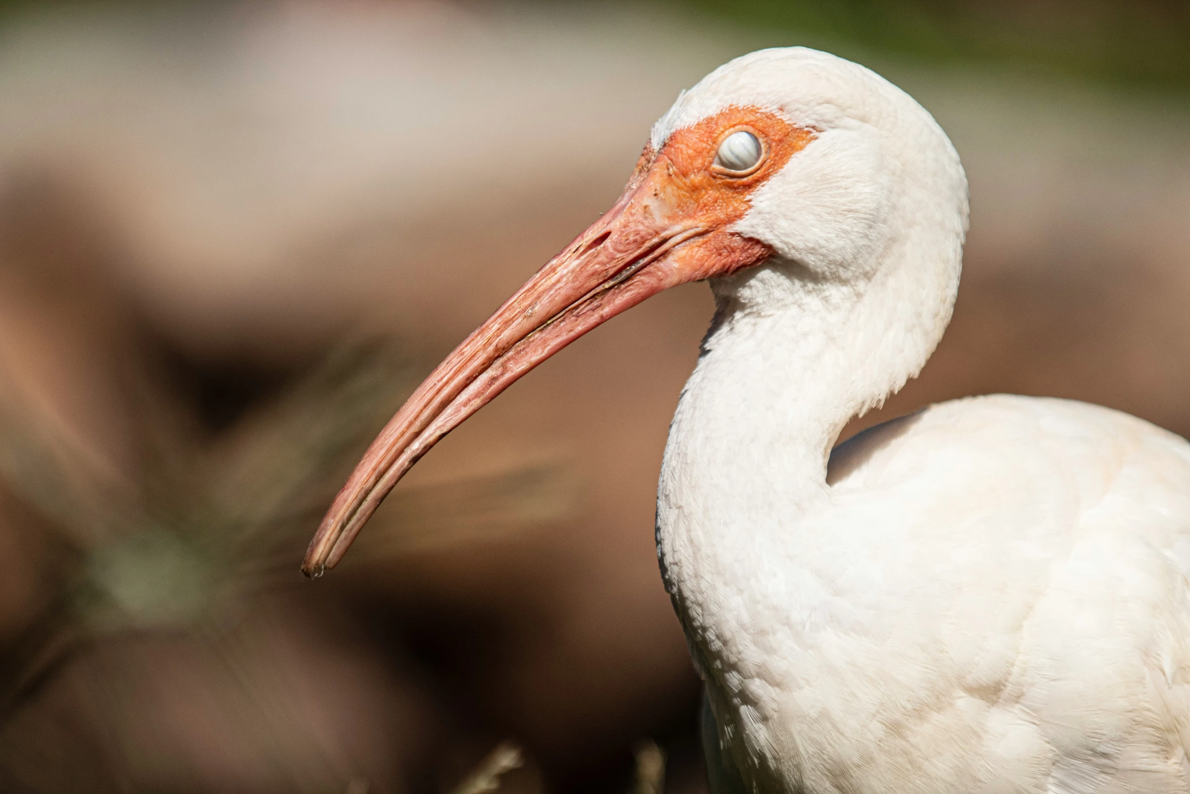 a white bird with orange beak standing in grass