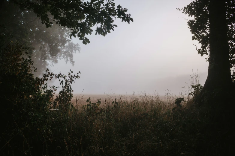a foggy field sits in front of some trees