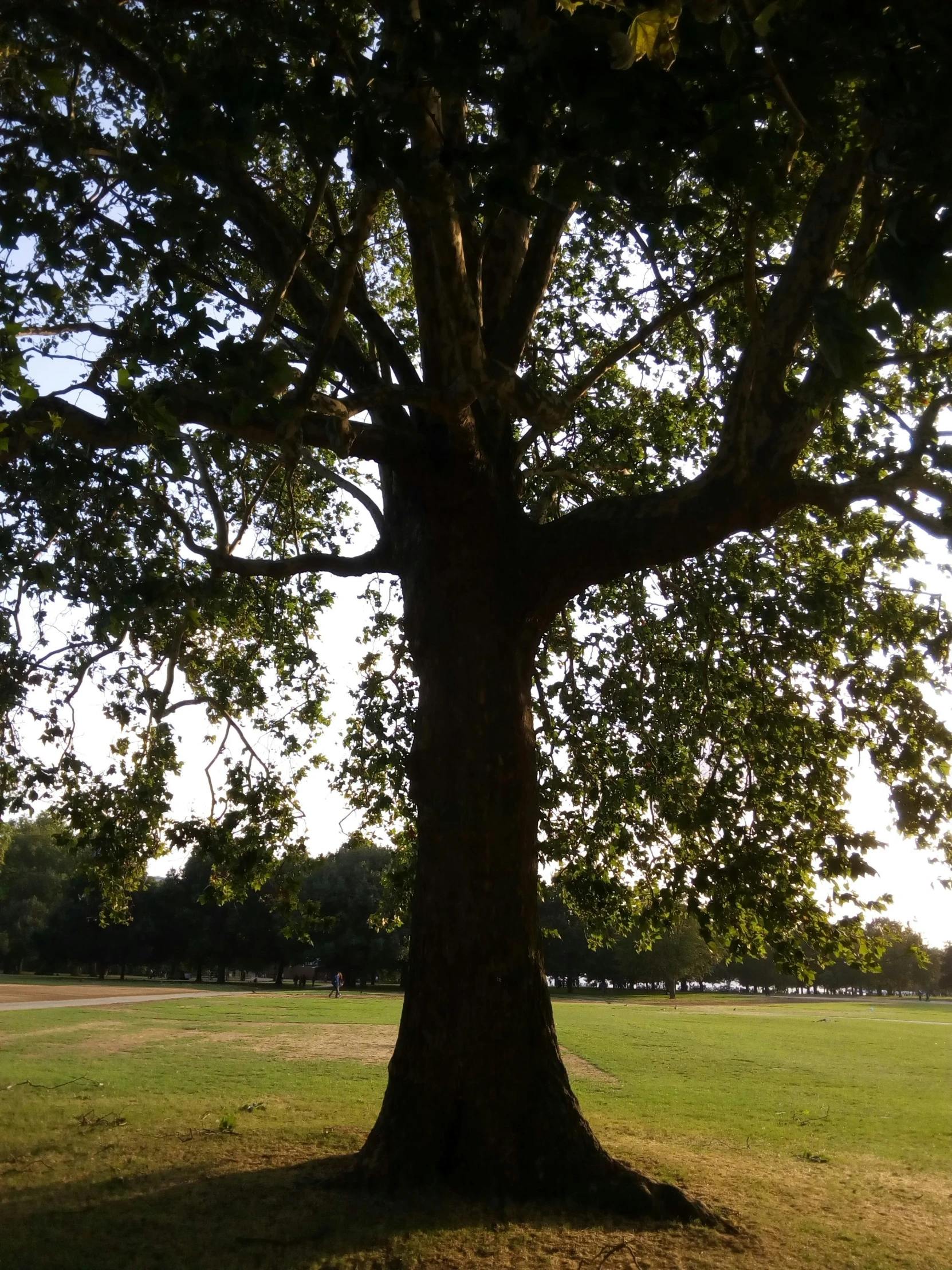 an image of a tree in the park