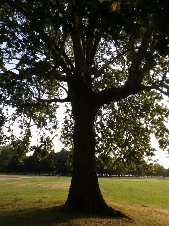 an image of a tree in the park