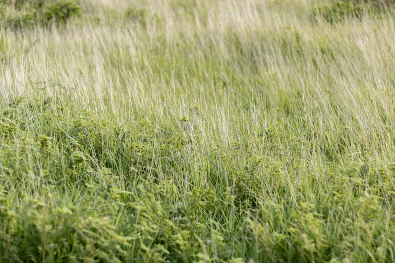 a yellow bird flying in tall grass