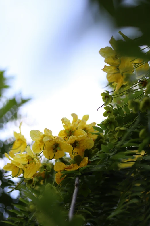 small yellow flowers hanging from a tree nch